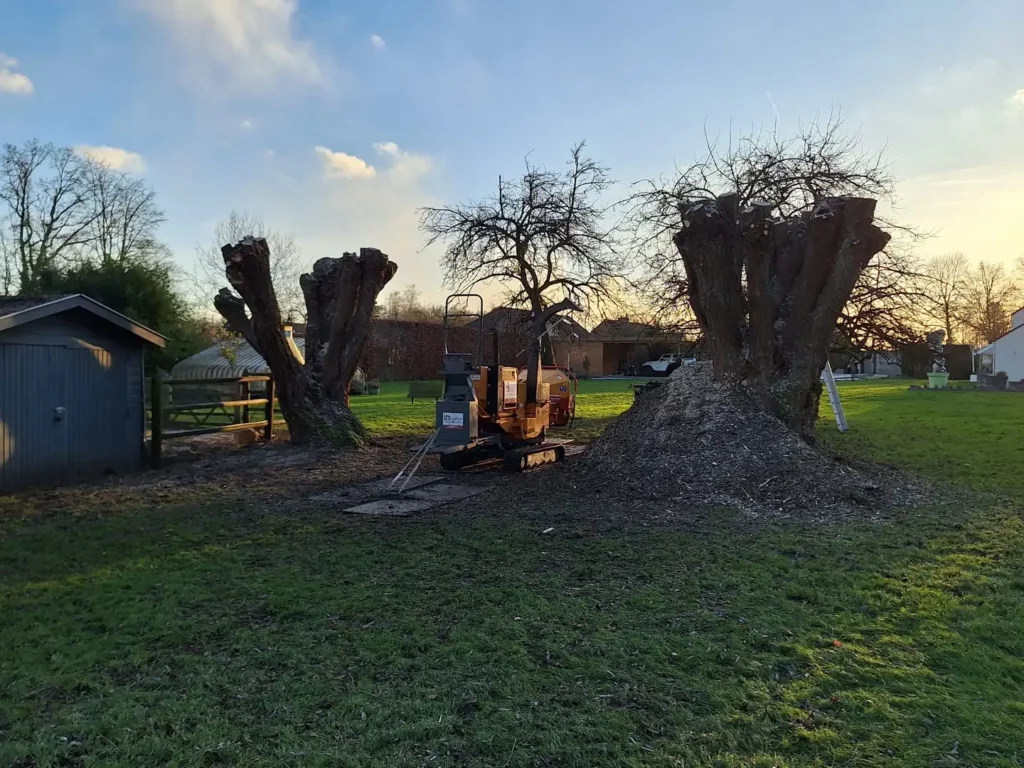 Troncs de saules coupés dans un jardin, avec une machine de rognage au pied