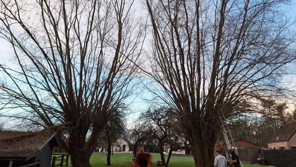 Deux grands saules sans feuilles aux nombreuses branches dressées, avec une échelle contre le tronc de droite et une machine orange au pied