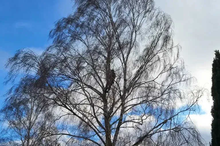 Couronne d'un grand bouleau aux fines branches retombantes sous un ciel nuageux, avec un élagueur perché dans les branches