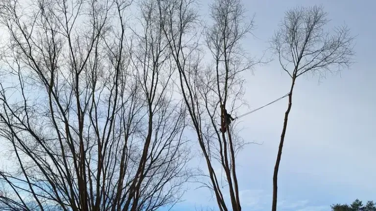 Cimes de saules nus en hiver sur un ciel clair, avec un élagueur encordé qui travaille dans l'arbre du milieu