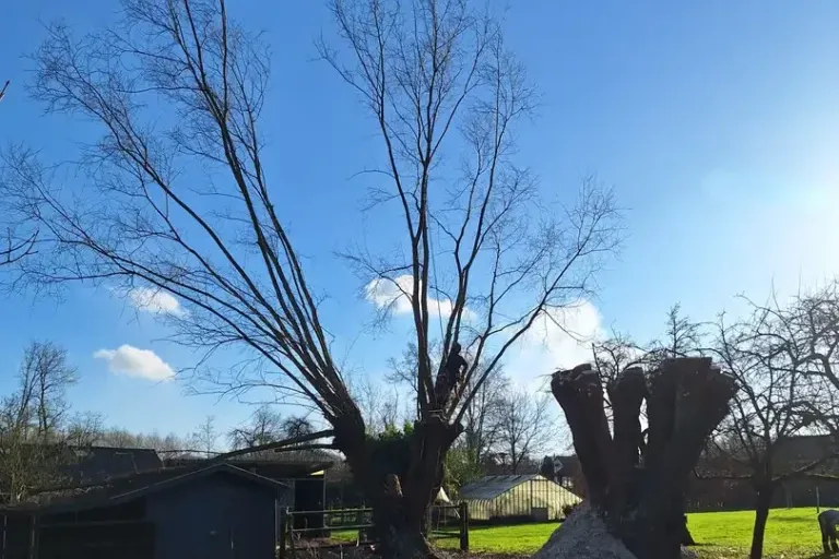 Un saule aux branches nues et, à droite, un tronc ramené à ses grosses branches charpentières, au-dessus d'un tas de copeaux, sous un ciel bleu