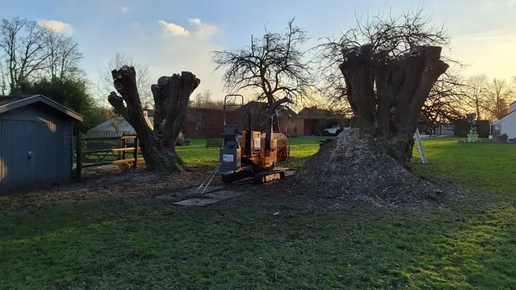 Deux gros troncs de saules coupés court dans une pelouse, avec une rogneuse orange et un tas de copeaux au pied de celui de droite, au coucher du soleil