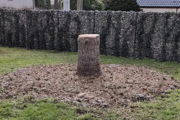 Souche d'arbre coupée au ras du sol au milieu d'une pelouse, entourée d'un grand cercle de copeaux, devant une clôture
