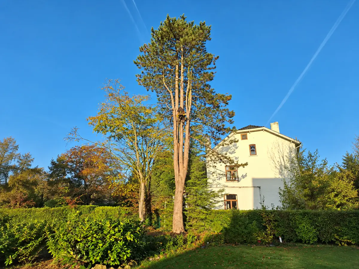 Abattage & élagage